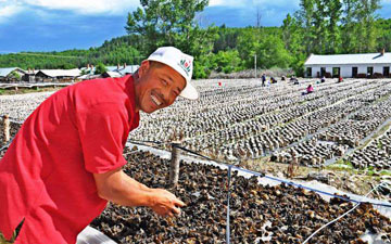 尼龍蘑菇晾曬塑料網(wǎng)