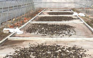 紅薯梗晾曬用絲網10元一斤